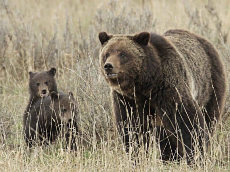 Grizzly sow and cubs in Yellowstone National Park.