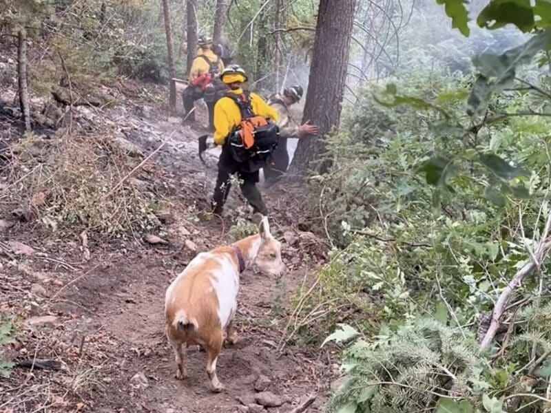 Colorado Springs Fire Department joined by random goat