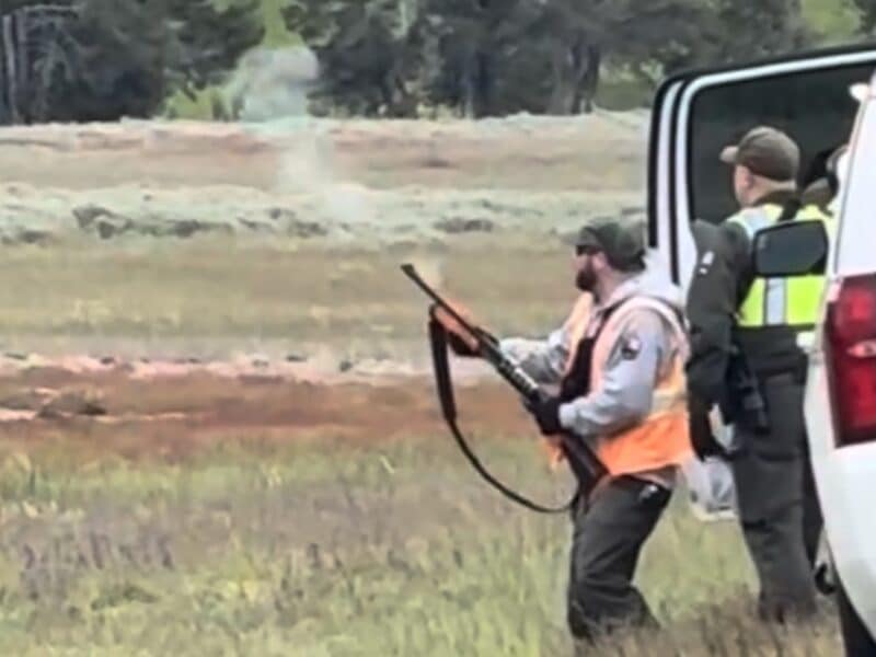 Ranger uses shotgun to scare away grizzly in Yellowstone.
