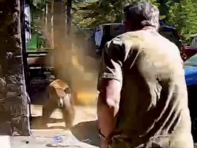 Tahoma, California dad unloads bear spray on aggressive bear