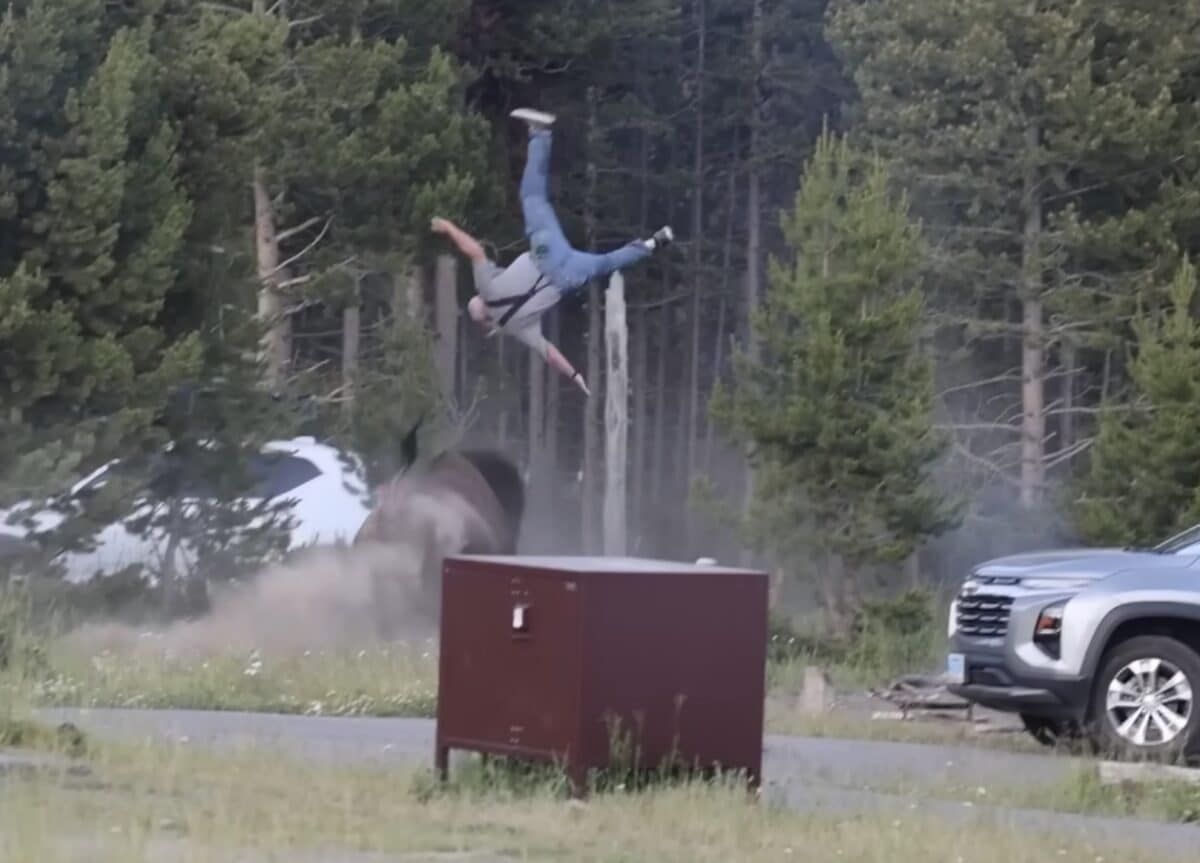 Elderly Man Goes Airborne In Bison Attack @ Yellowstone National Park