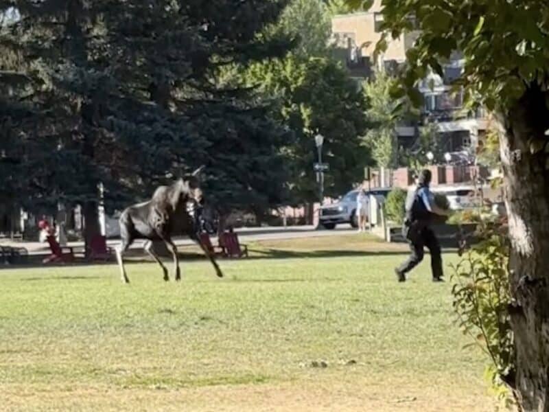 Aspen Police charged by moose