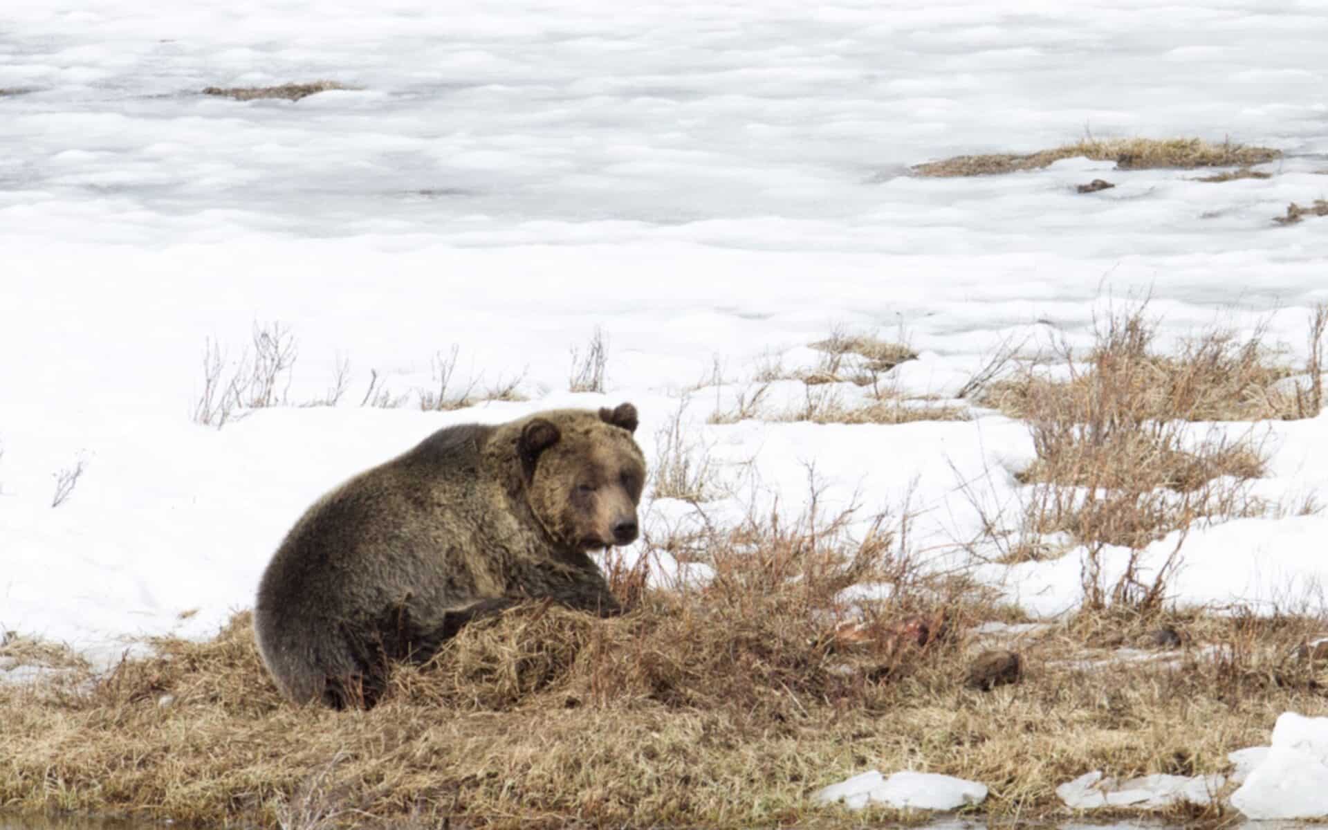 Grizzly bear in Yellowstone National Park.