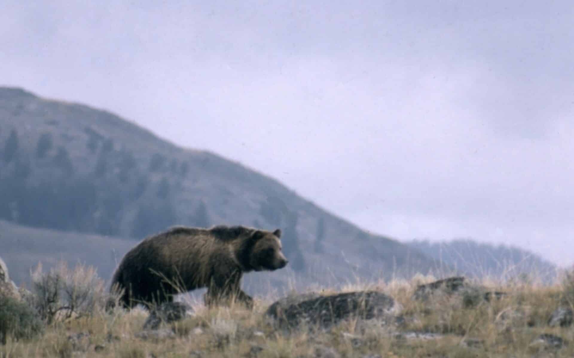 Grizzly bear in Grand Teton National Park.