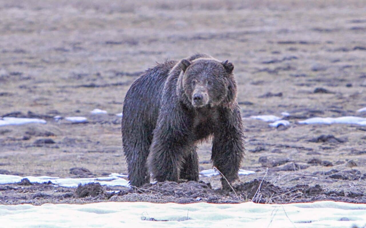 Grizzly bear in Yellowstone National Park.