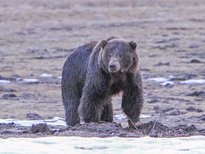 Grizzly bear in Yellowstone National Park.