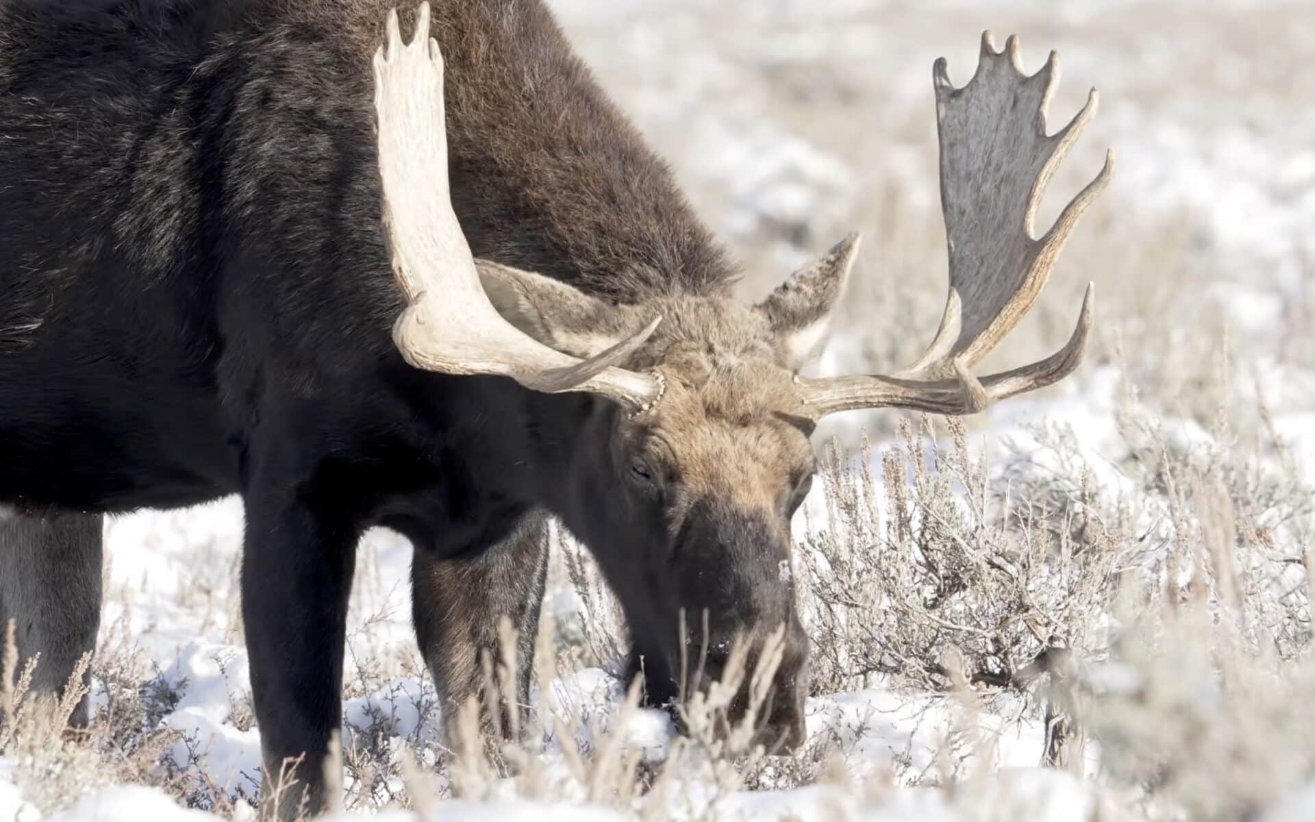 Moose in Colorado.