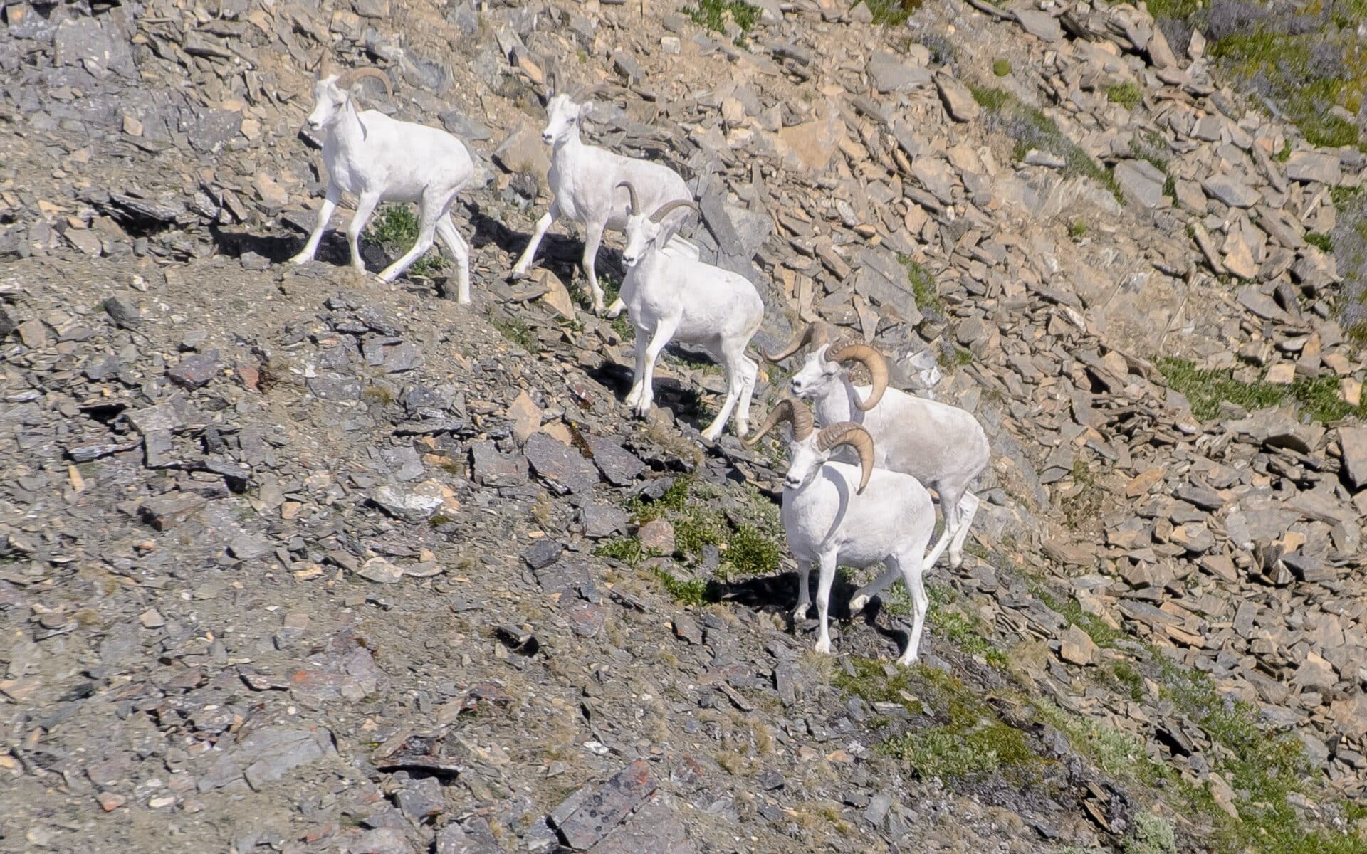 Dall sheep in Wrangell-St. Elias National Park.