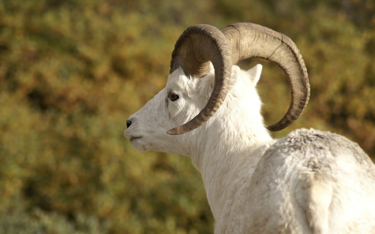 Dall sheep in Alaska, an example of the animals poached in this international case.