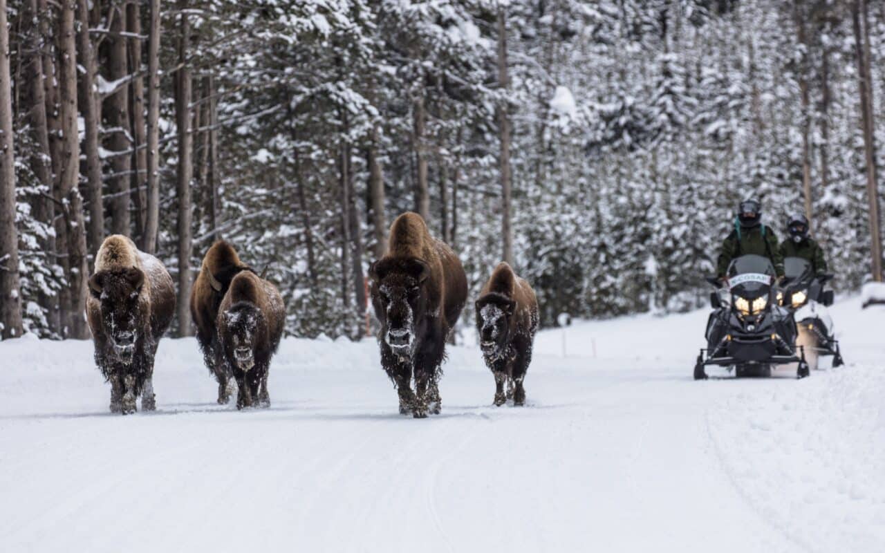 Snowmobiling by bison in Yellowstone National Park.