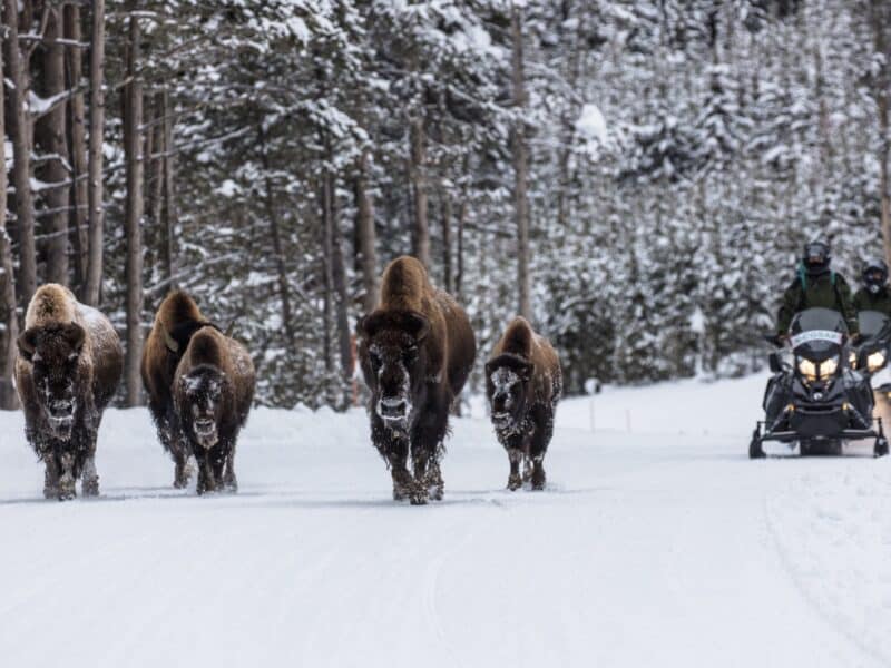 Snowmobiling by bison in Yellowstone National Park.