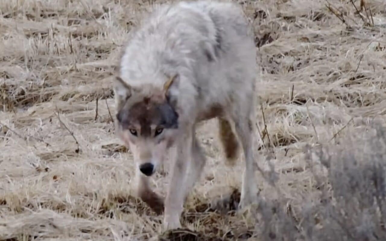 Wolf.