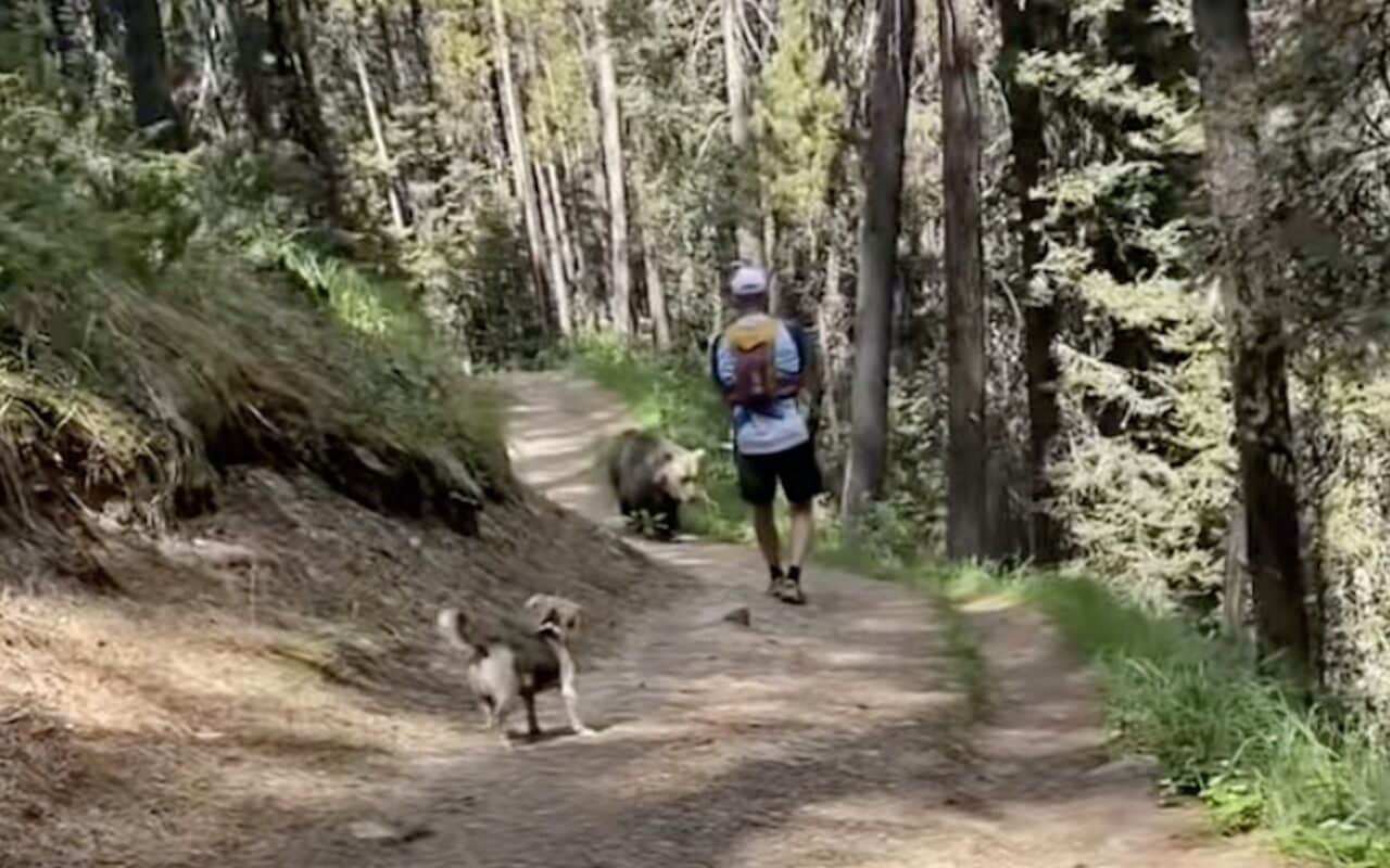 Grizzly bear encounter with an off-leash dog in the Banff National Park area.