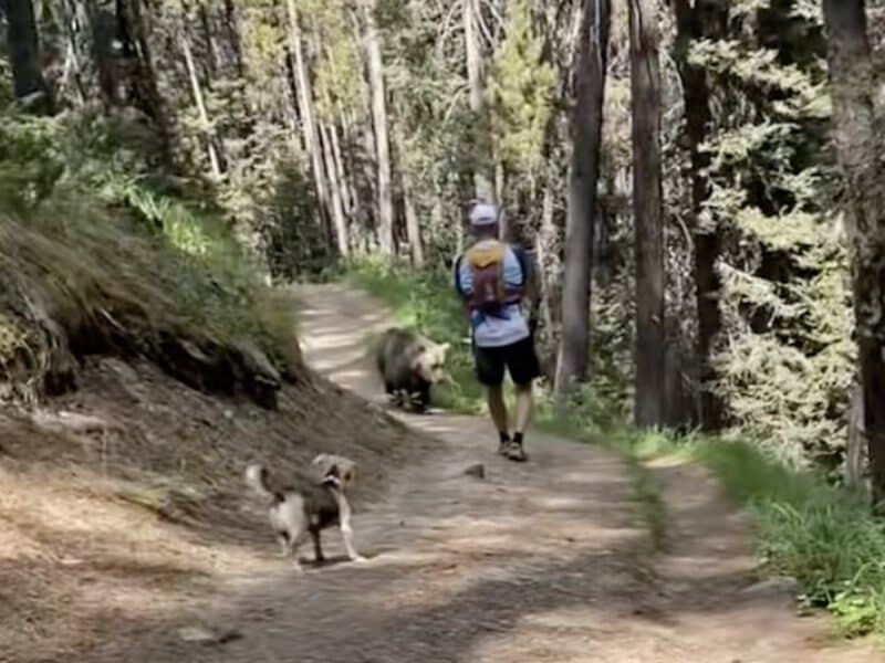 Grizzly bear encounter with an off-leash dog in the Banff National Park area.