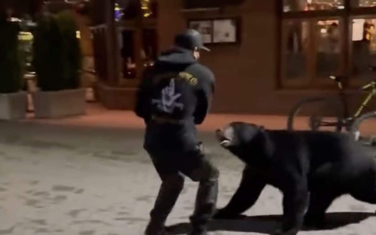 Black bear bluff charges guy in Whistler.