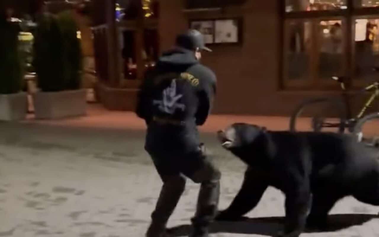 Black bear bluff charges guy in Whistler.