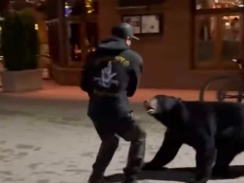 Black bear bluff charges guy in Whistler.