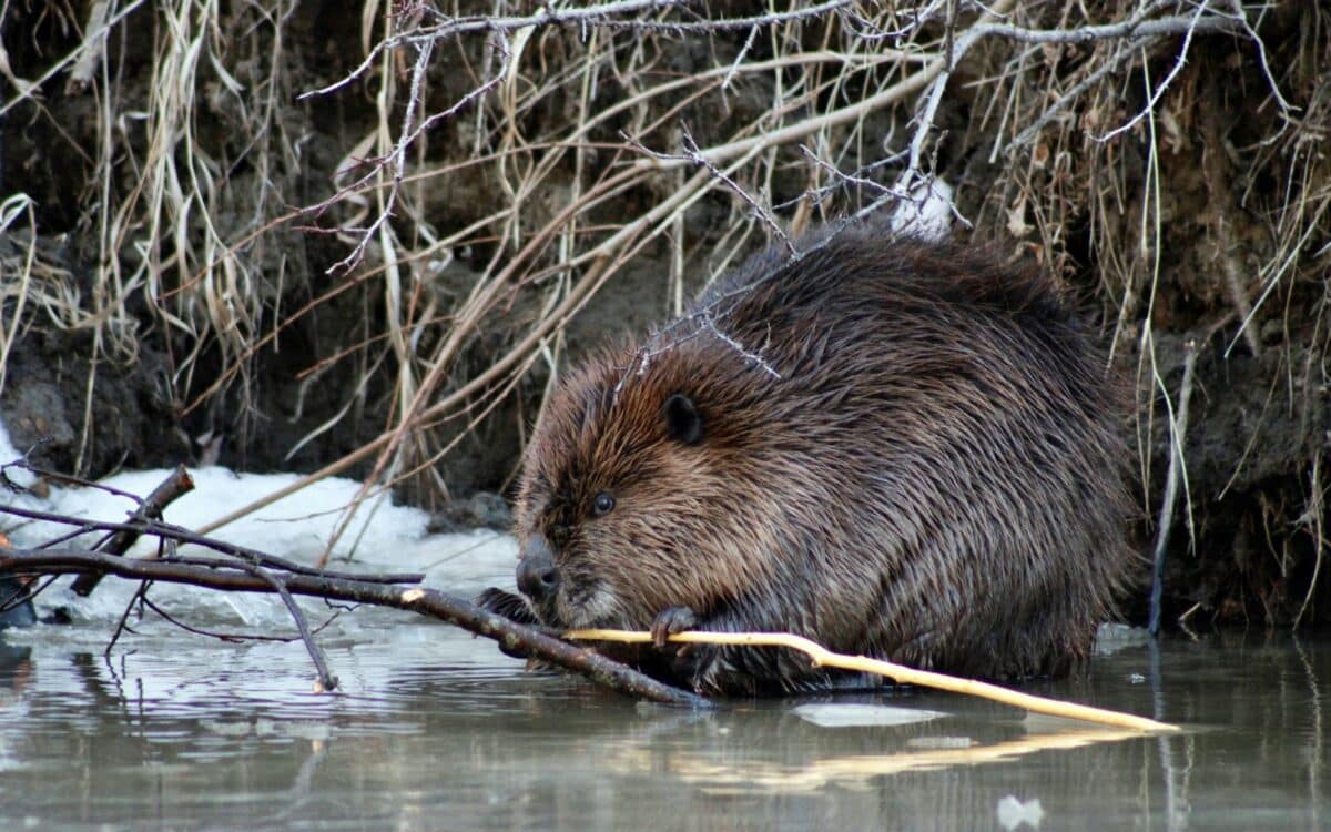 Beaver.