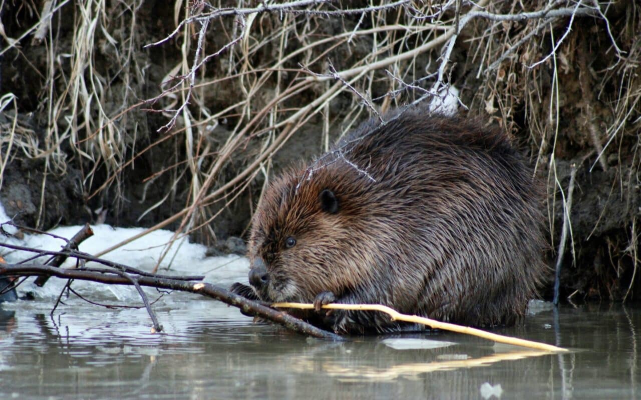 Beaver.