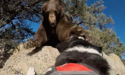Black bear hazing in Nevada using Karelian Bear Dogs