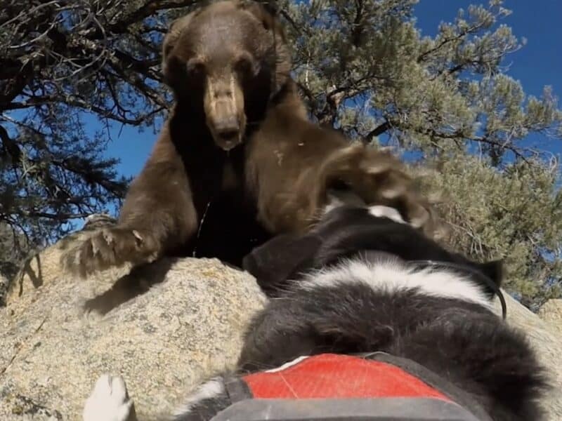 Black bear hazing in Nevada using Karelian Bear Dogs