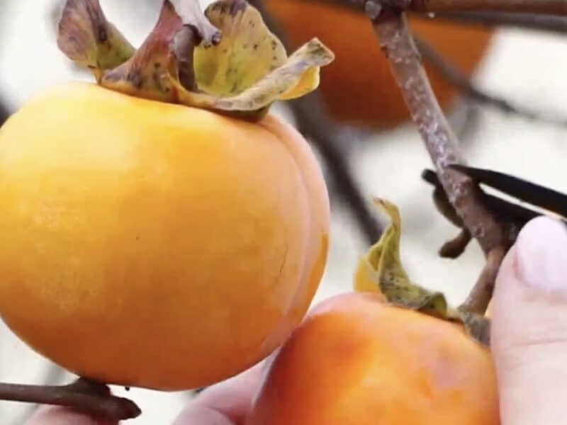 Persimmons, the seeds of which folklore says can forecast the winter ahead.