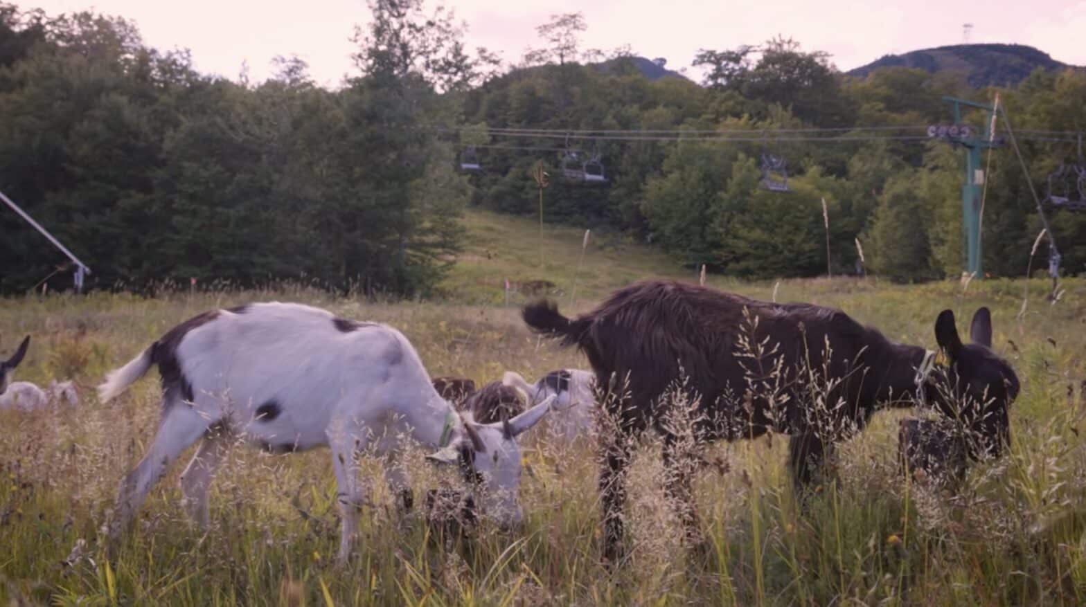 Jay Peak Resort's Chew Crew, a goat powered landscaping crew.