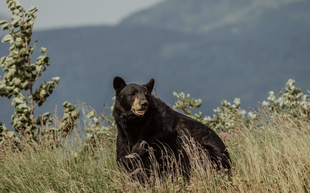 Black bear.