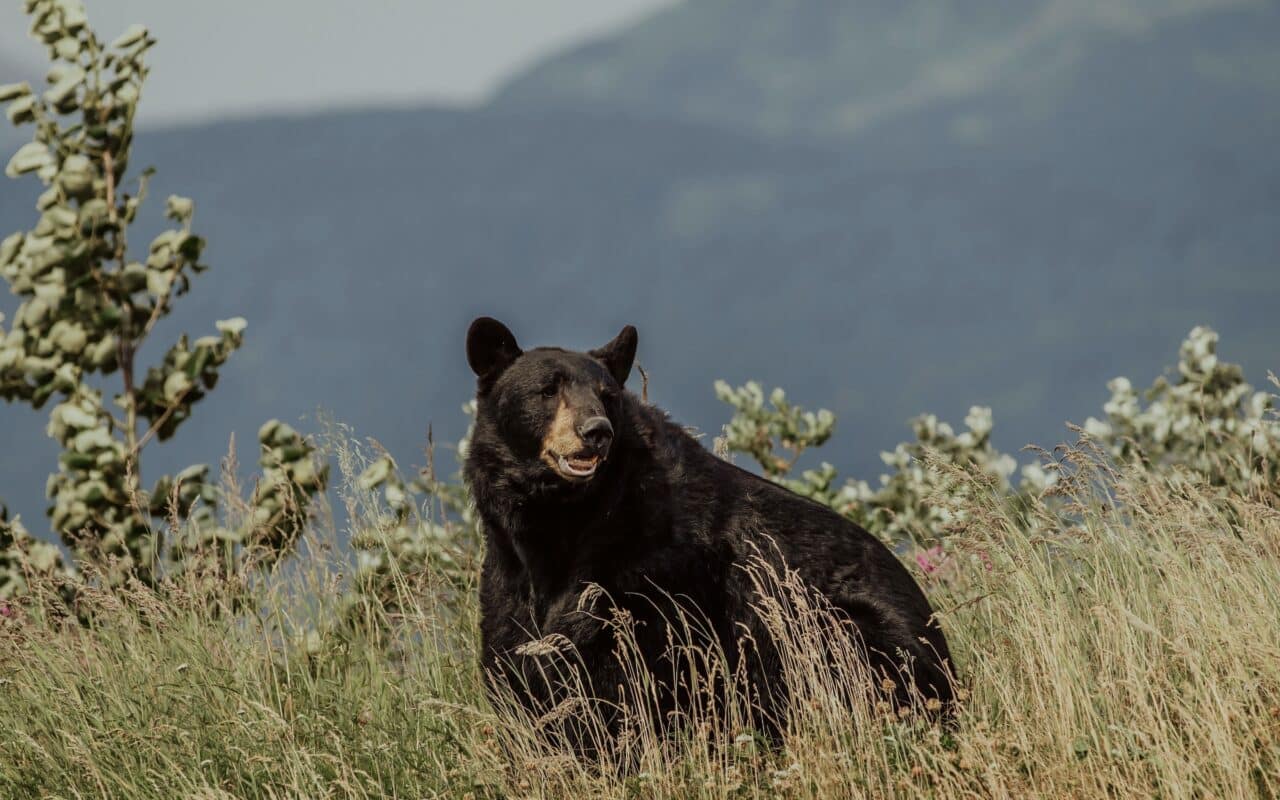 Black bear.