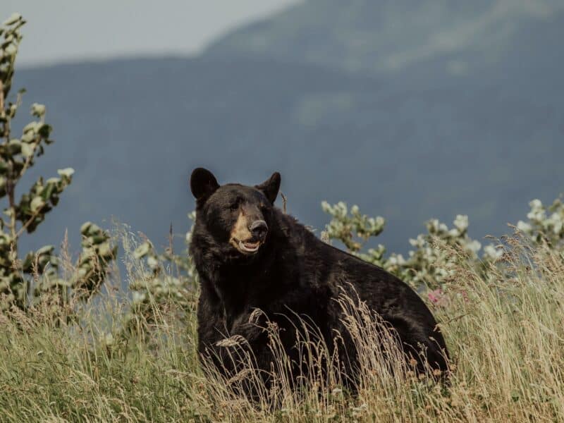 Black bear.