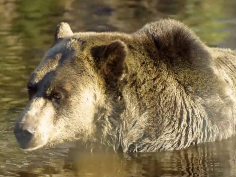 Grizzly bear at Grouse Mountain in Canada.