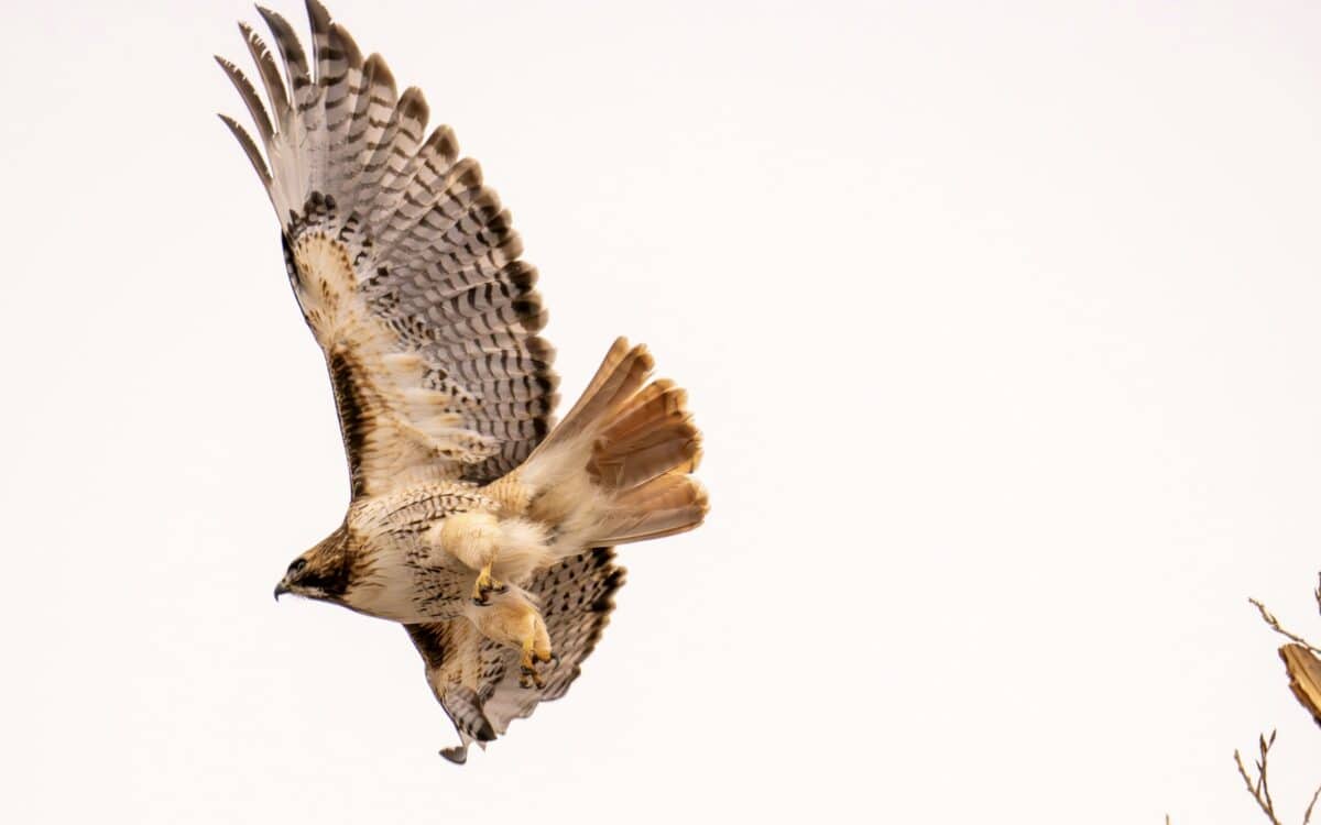 Red-tailed hawk in Colorado.
