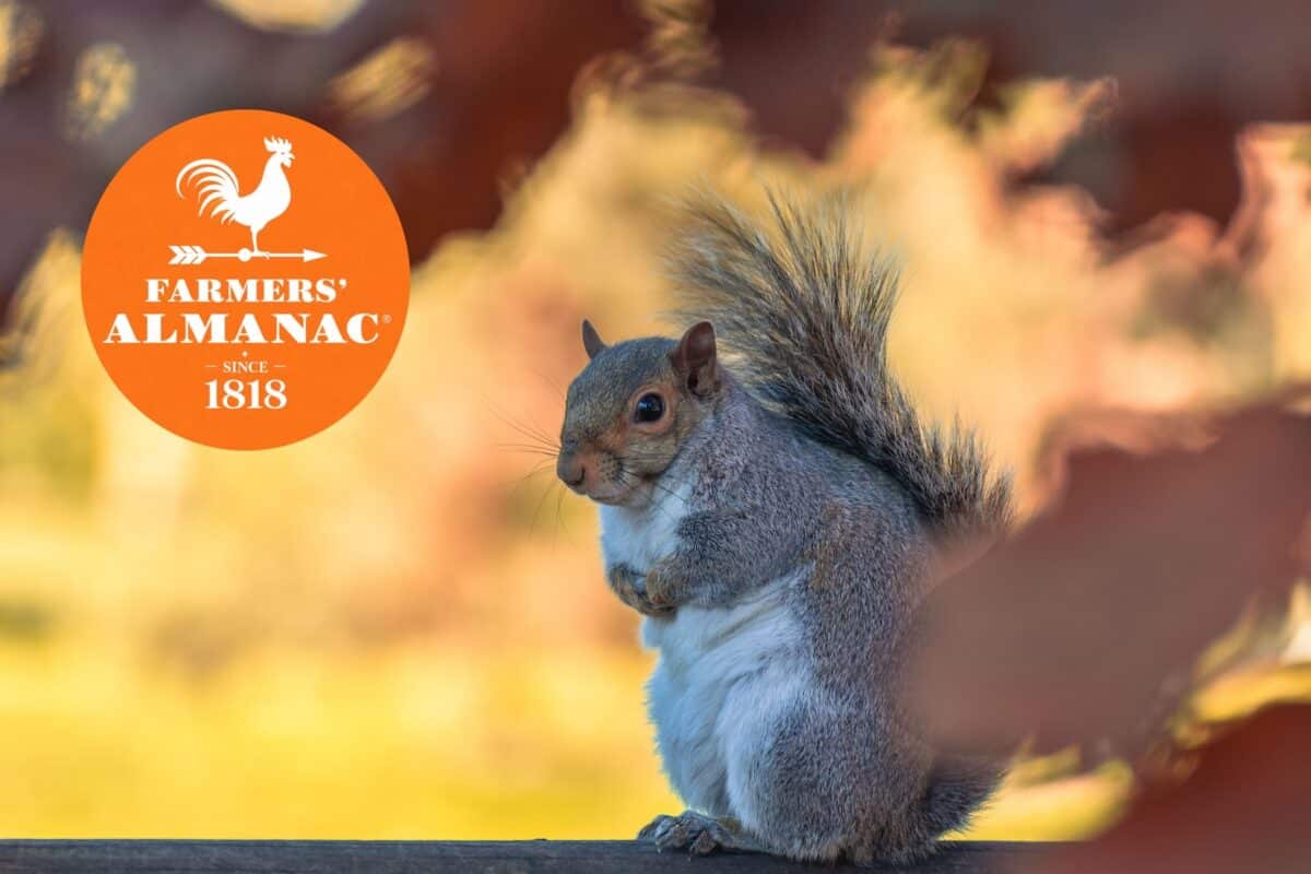 10 Signs Of A Harsh And Cold Fall Ahead | According To The Farmers’ Almanac