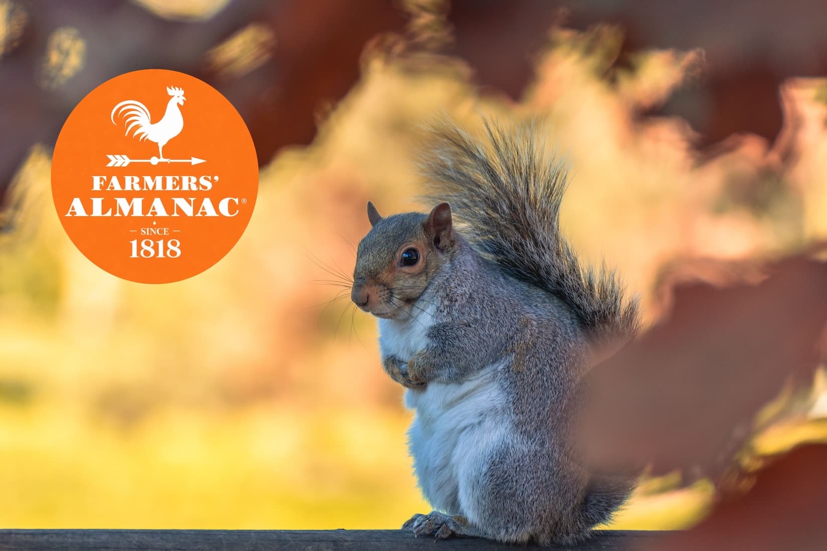 10 Signs Of A Harsh And Cold Fall Ahead | According To The Farmers’ Almanac