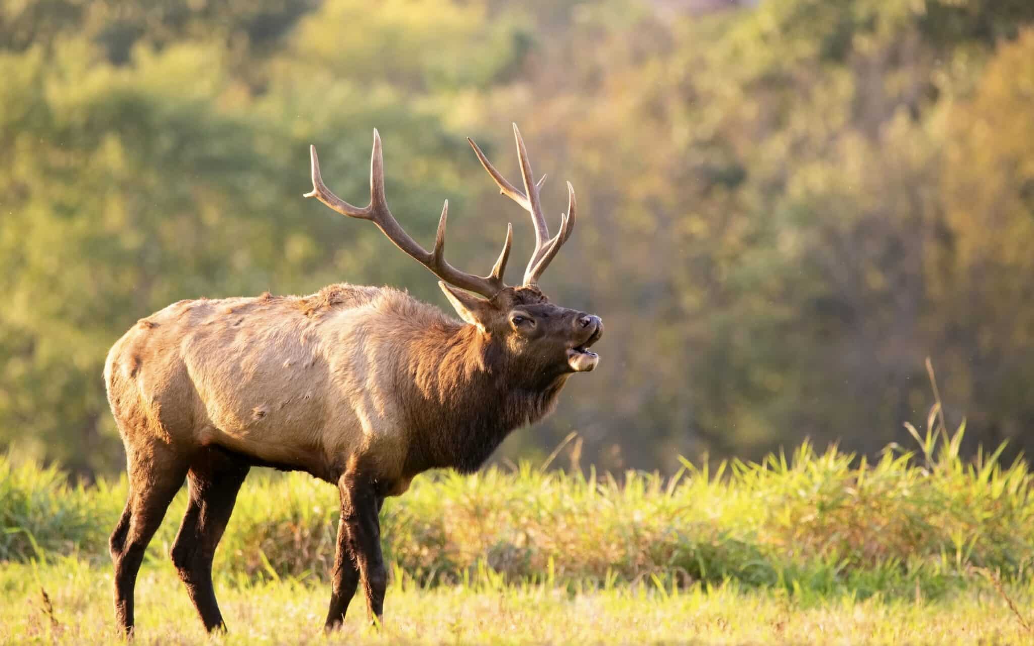 This Herbivore Is Involved in Far More Canadian National Park Attacks Than Grizzly Bears