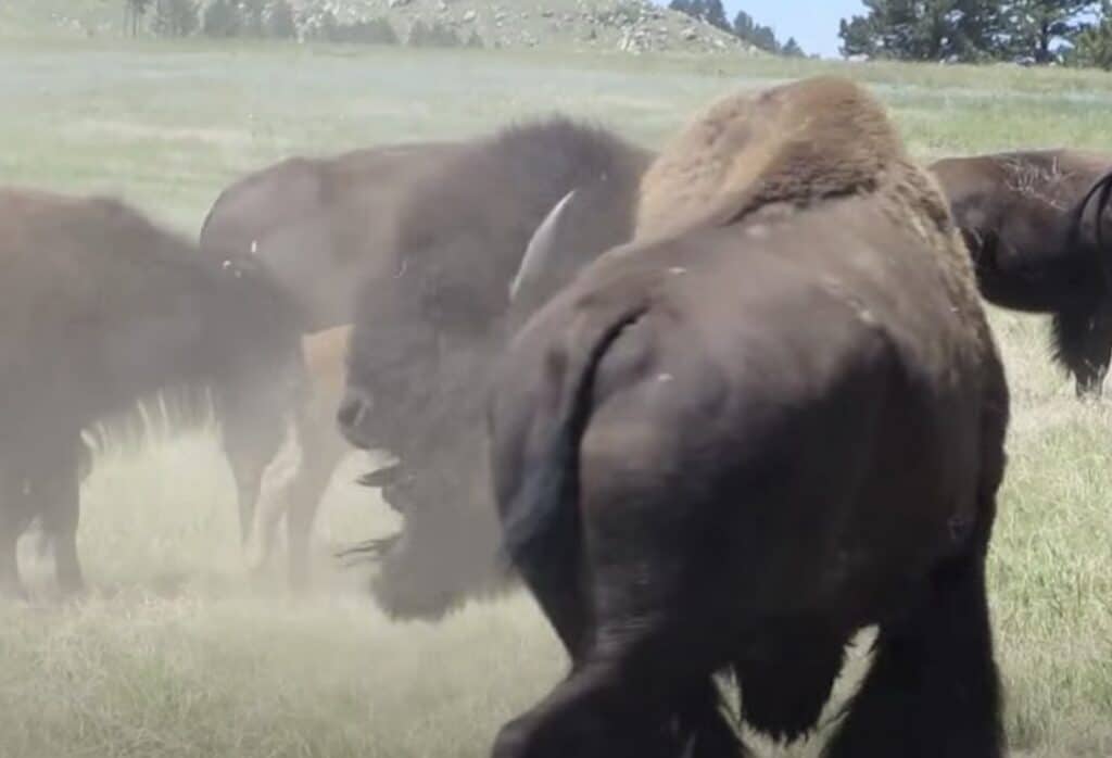 Rutting Bison @ Wind Cave National Park