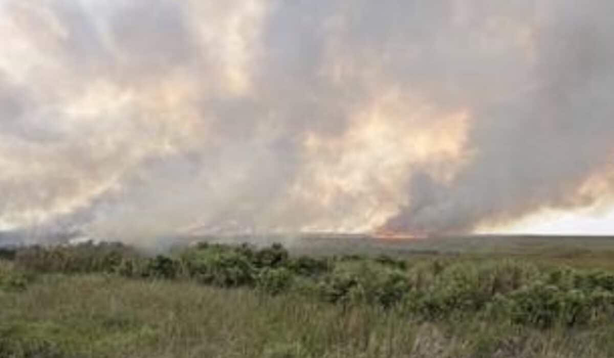 Wildfire in Everglades National Park.