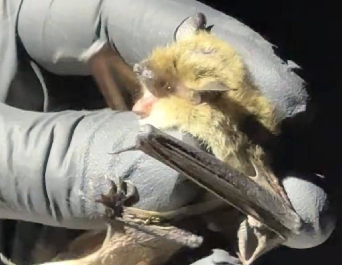 Alta Bat Night