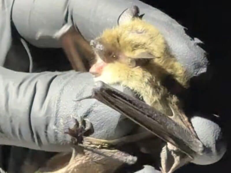 Alta Bat Night