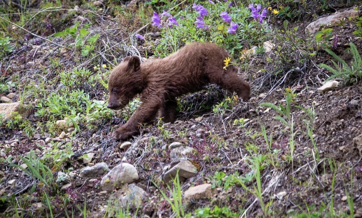 Black bear cub.