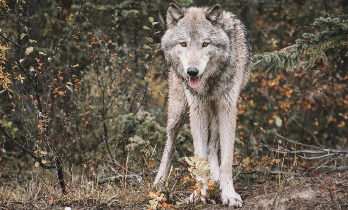 Gray wolf.