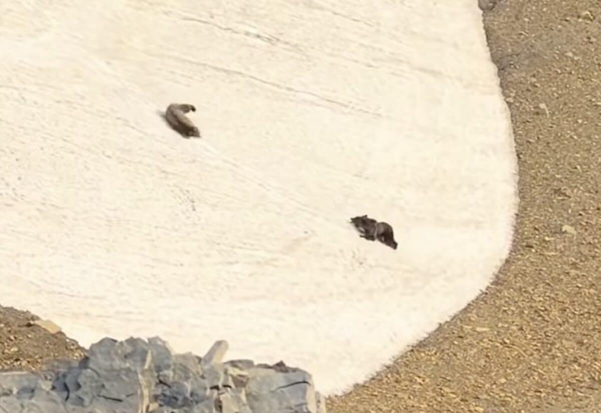 Grizzly bears slide down snowy slope @ Glacier National park