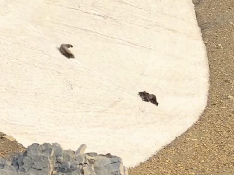 Grizzly bears slide down snowy slope @ Glacier National park