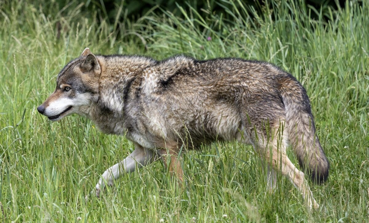 Gray wolf.