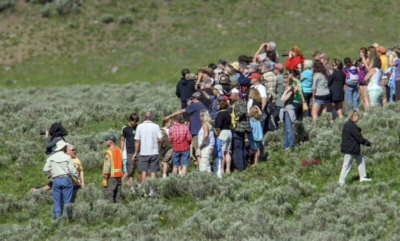 Visitors in Yellowstone National Park.