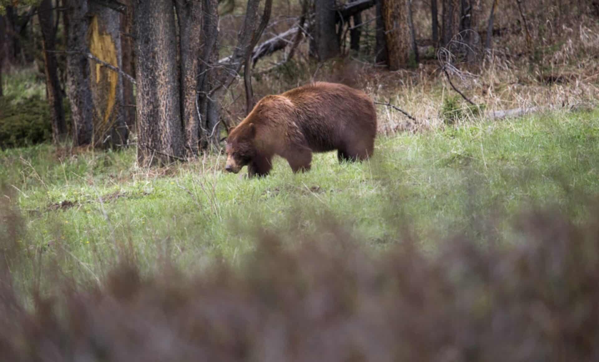 Cinnamon black bear in Yellowstone National Park.
