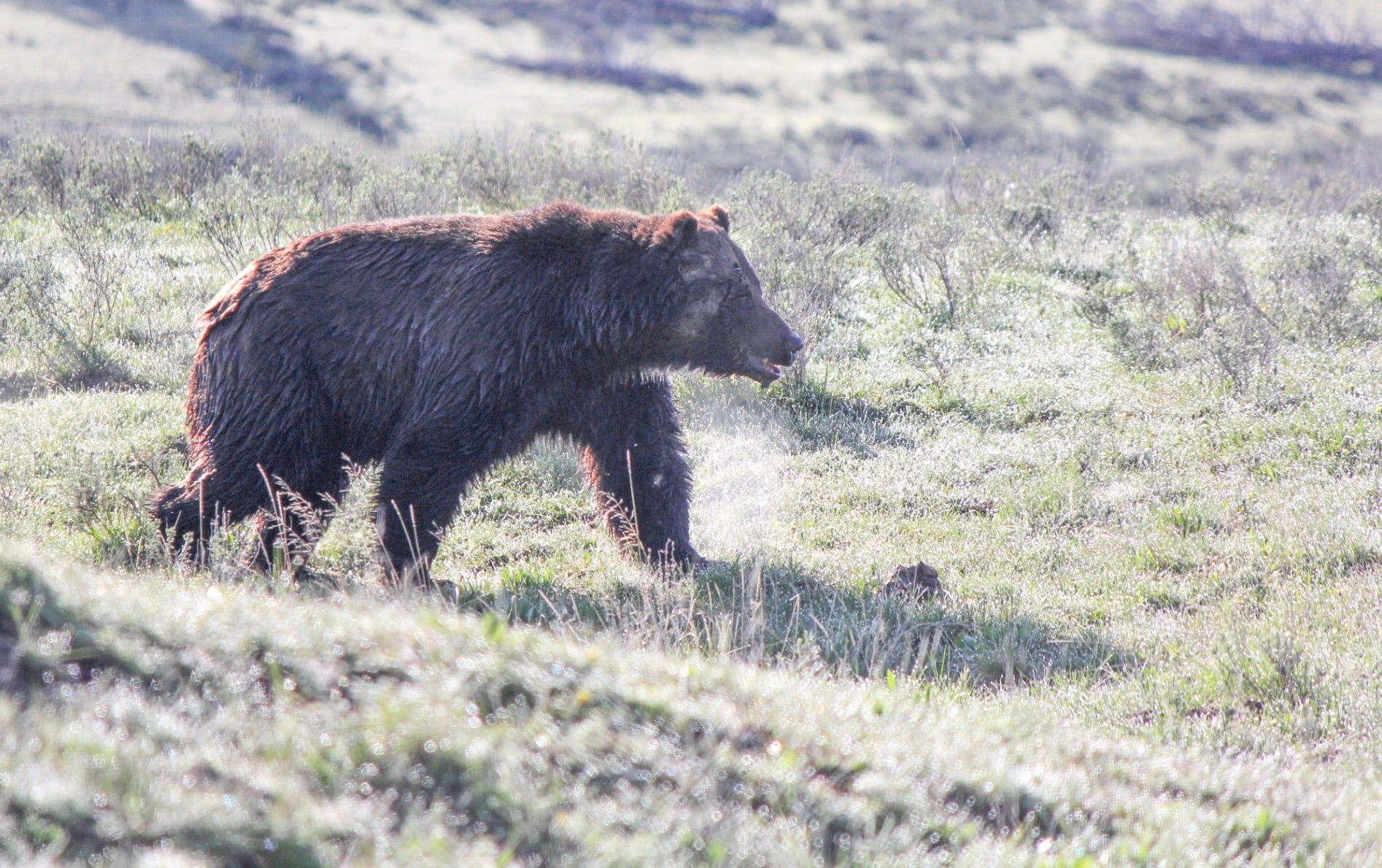 Grizzly bear in Yellowstone National Park.