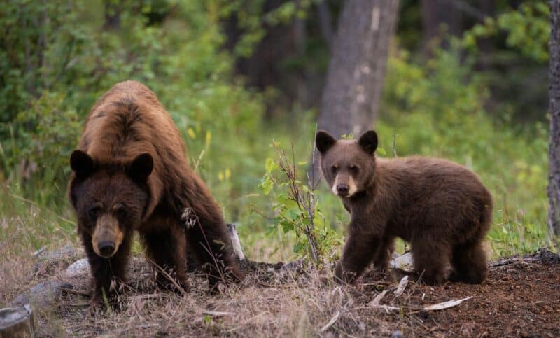 Black bear and cub.