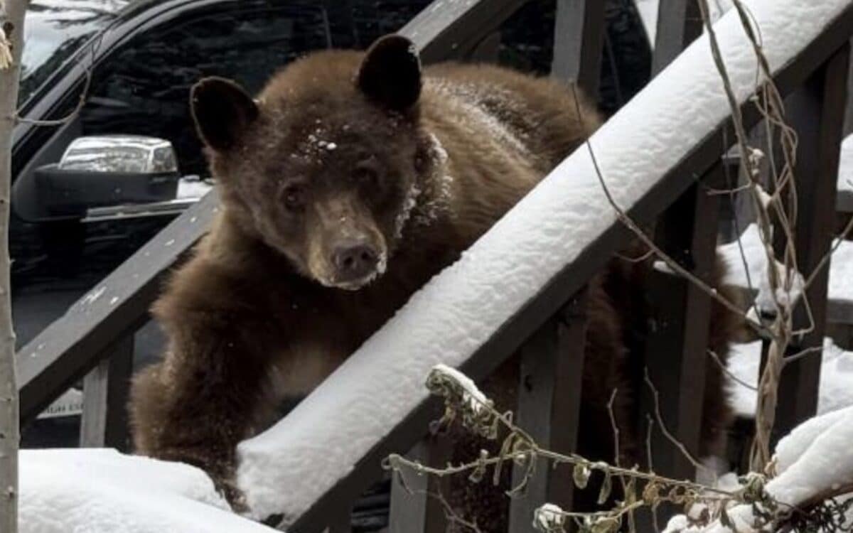 Black bear in Colorado.