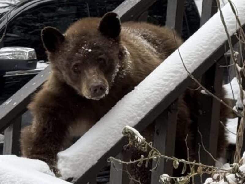 Black bear in Colorado.